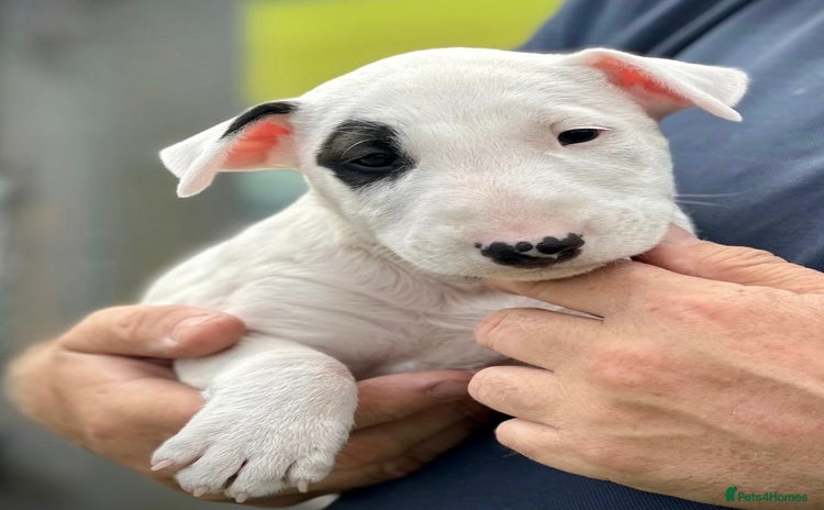 English Bull Terrier dogs - Advert 3