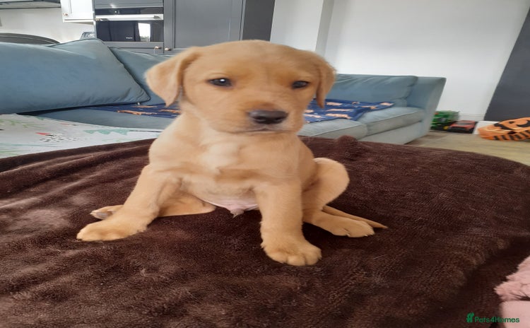 Labrador Retriever dogs - Advert 14