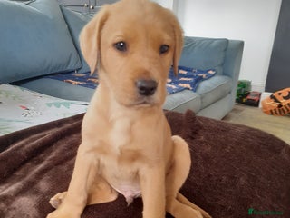 Labrador Retriever dogs - Advert 15