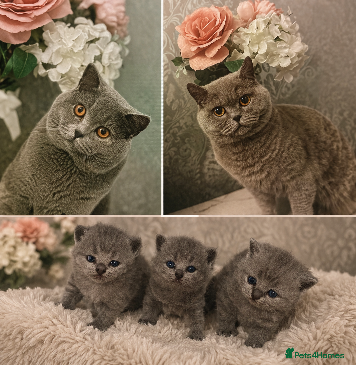 British Shorthair cats 3 beautiful british short hairs available  - Advert 8