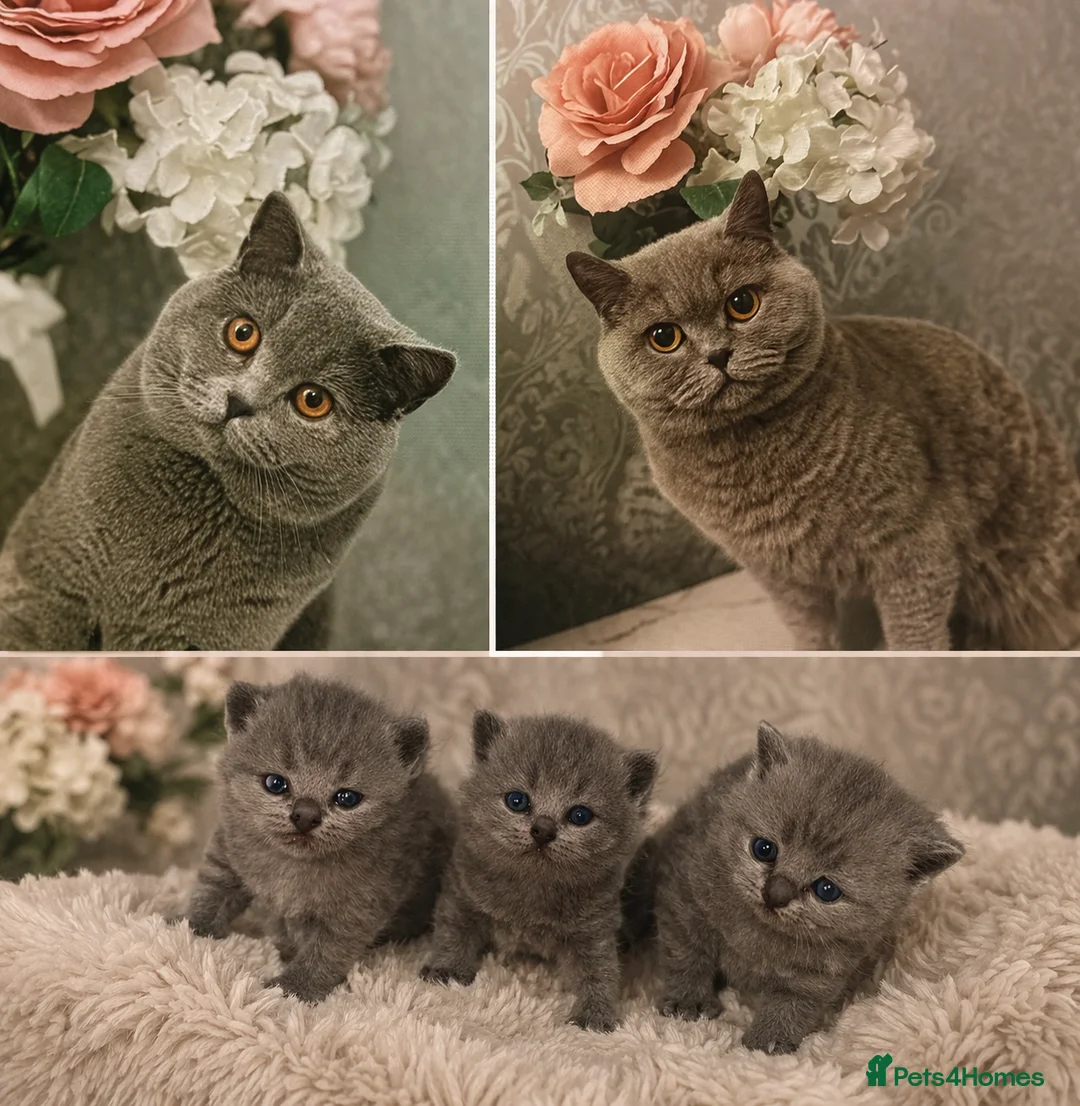 British Shorthair cats for sale: 3 beautiful british short hairs available  - Advert 1