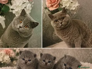 British Shorthair cats 3 beautiful british short hairs available - Advert 8