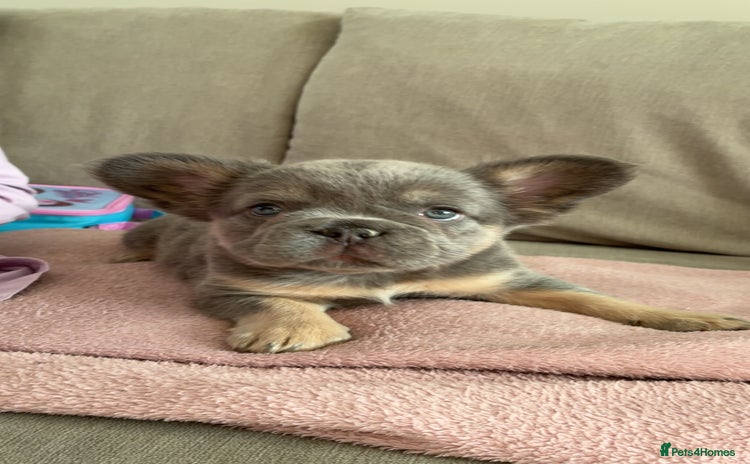 French Bulldog dogs - Advert 13