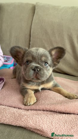 French Bulldog dogs - Advert 13