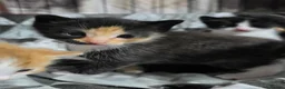 Mixed Breed cats for sale: 🐱 Cute Kittens for Sale 🐾  - Advert 13