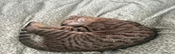 Domestic Shorthair cats for sale: Rehoming my 5 month old cat - Advert 2