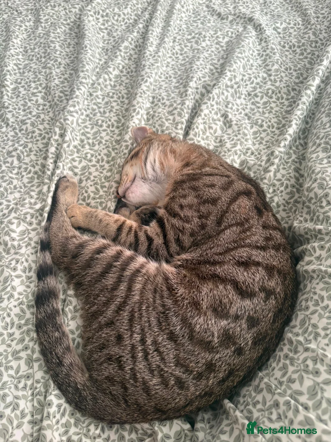 Domestic Shorthair cats for sale: Rehoming my 5 month old cat - Advert 2