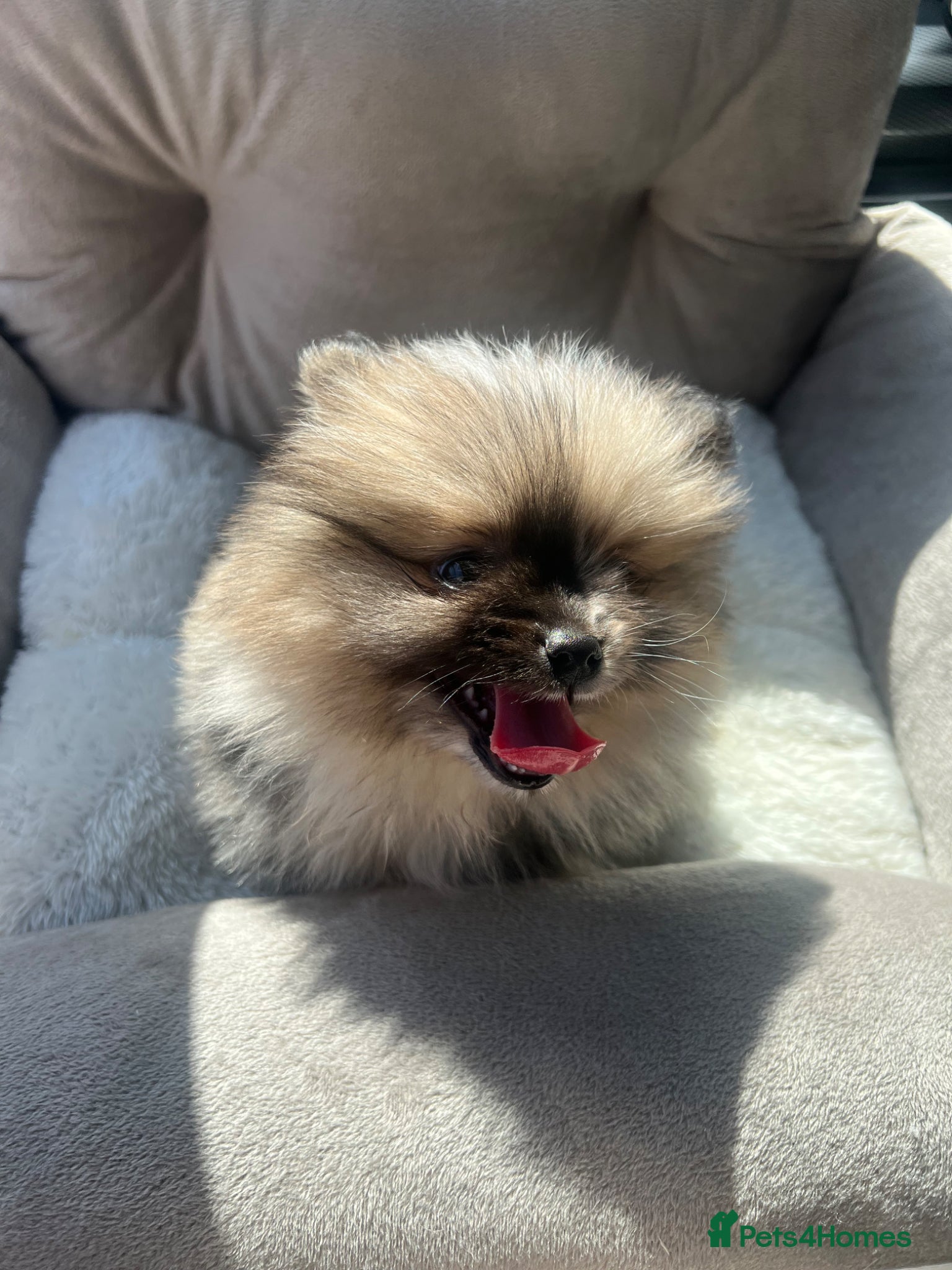 Pomeranian dogs Male Pomeranian puppy for sale  - Advert 12
