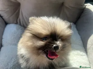 Pomeranian dogs Male Pomeranian puppy for sale - Advert 15