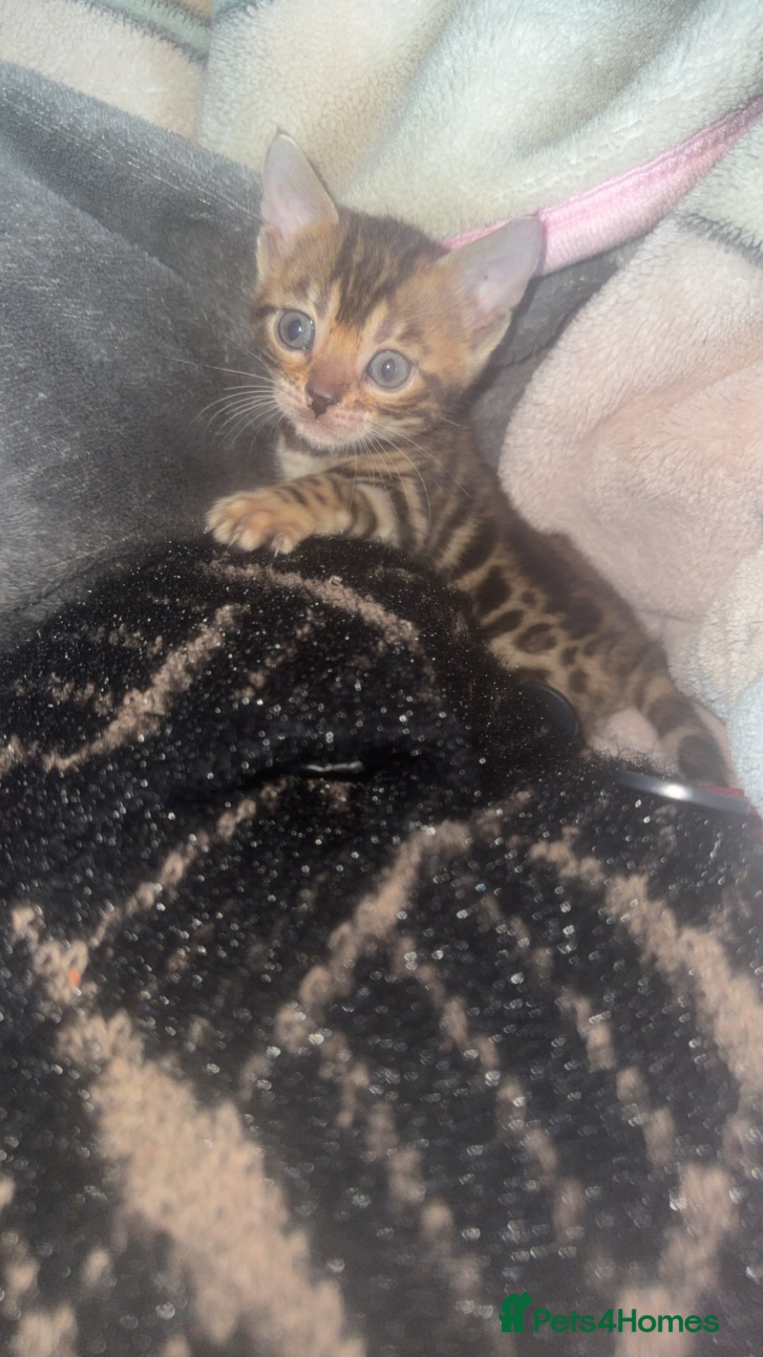 Bengal cats for sale: Bengal kittens  - Advert 11