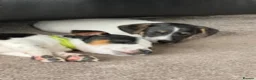 Jack Russell dogs for sale: Jack Russell Puppies  - Advert 17