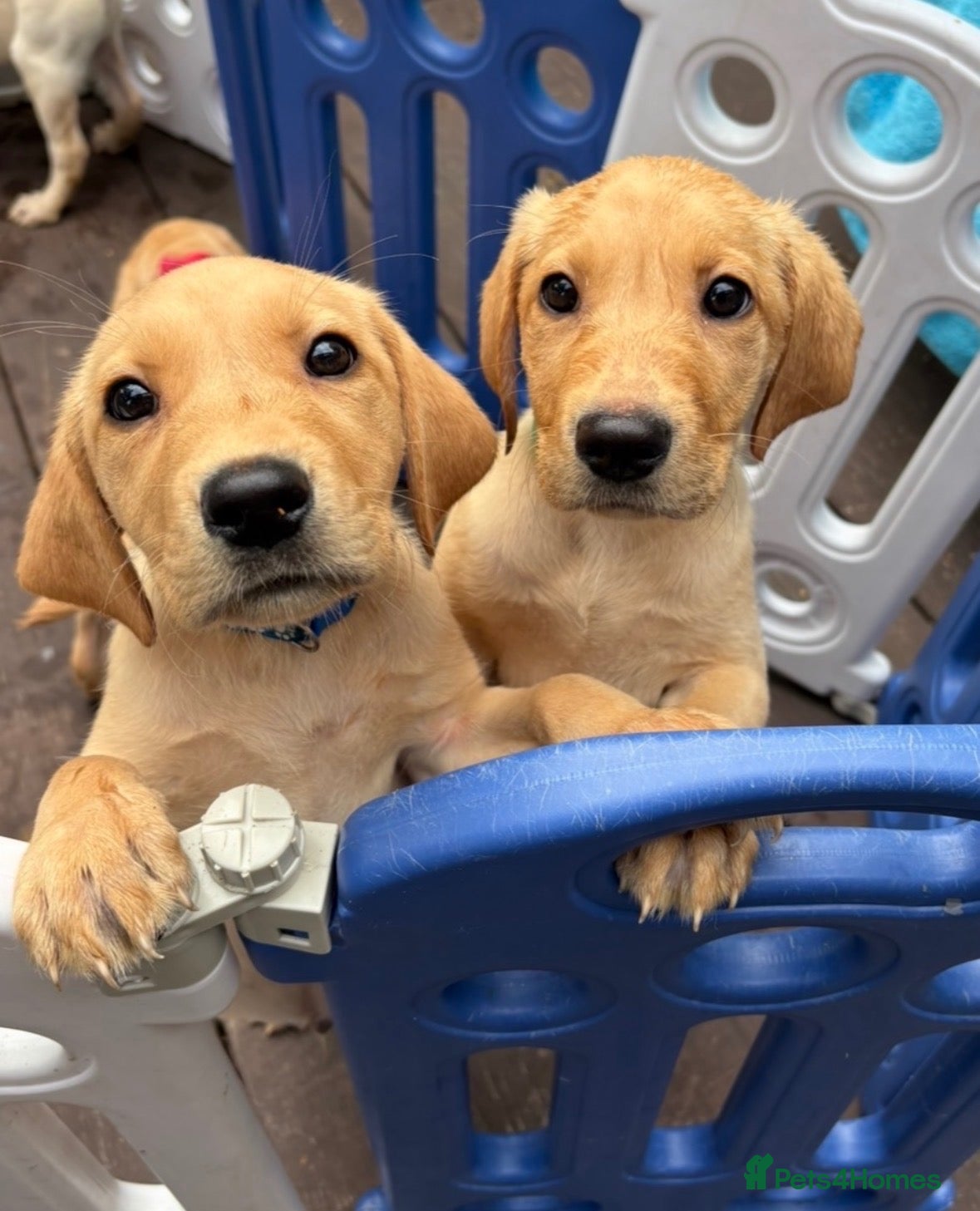 Labrador Retriever dogs REDUCED! 1 Boy Left £1250 !! KC REG LABRADORS  - Advert 1