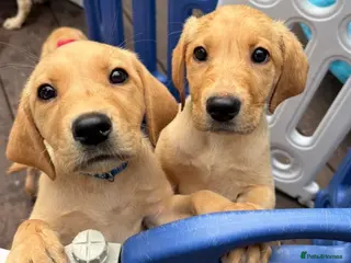 Labrador Retriever dogs REDUCED! 1 Boy Left £1250 !! KC REG LABRADORS - Advert 1