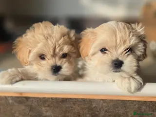 Maltipoo dogs F1🎀Maltipoo 🎀Luxury rare🎀 KC parents - Advert 4