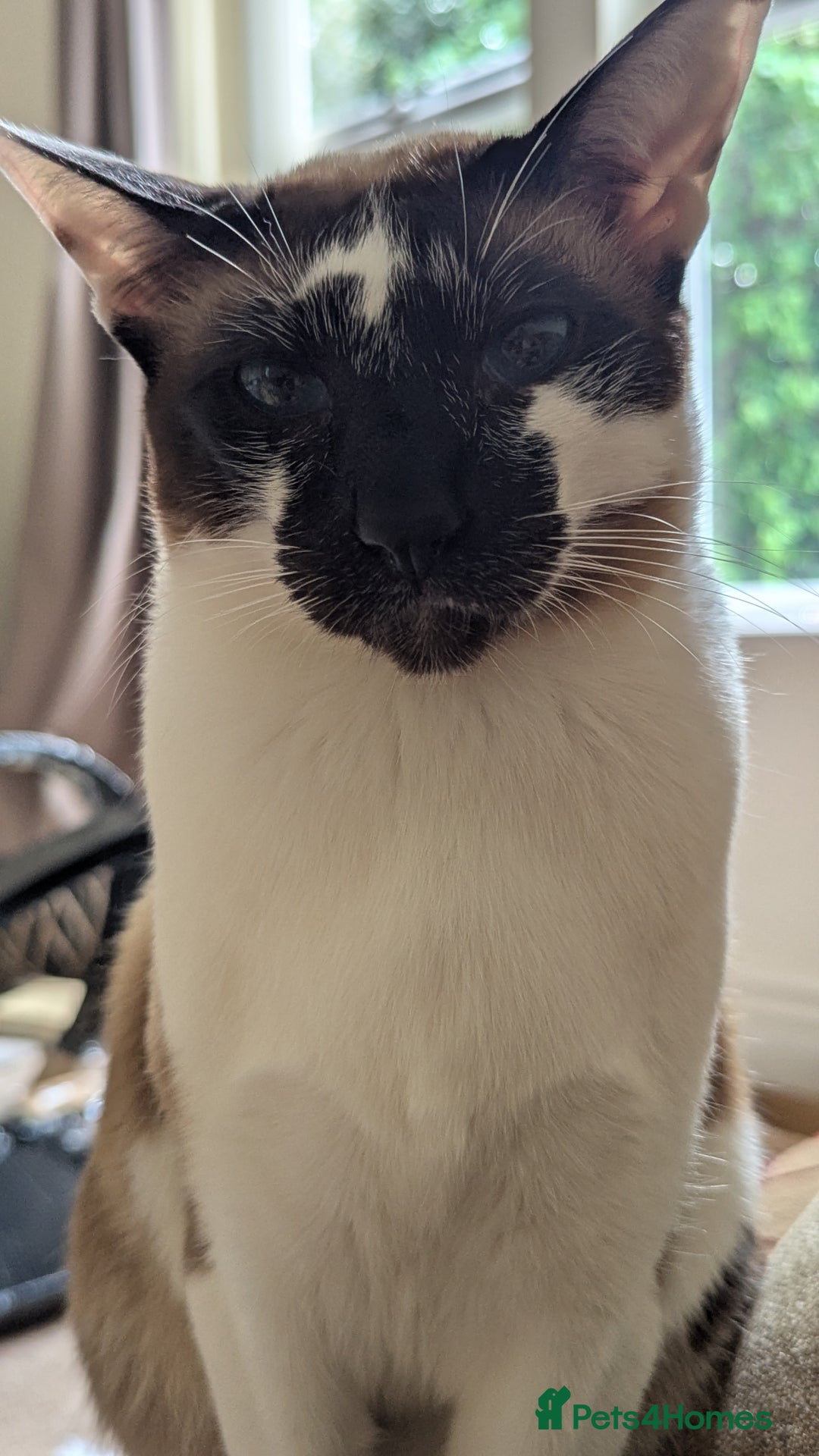 Oriental cats for sale: Blue Eyed Millie 3yr Old Oriental Shorthair Girl - Advert 3