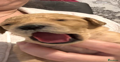 Labradoodle dogs - Advert 6