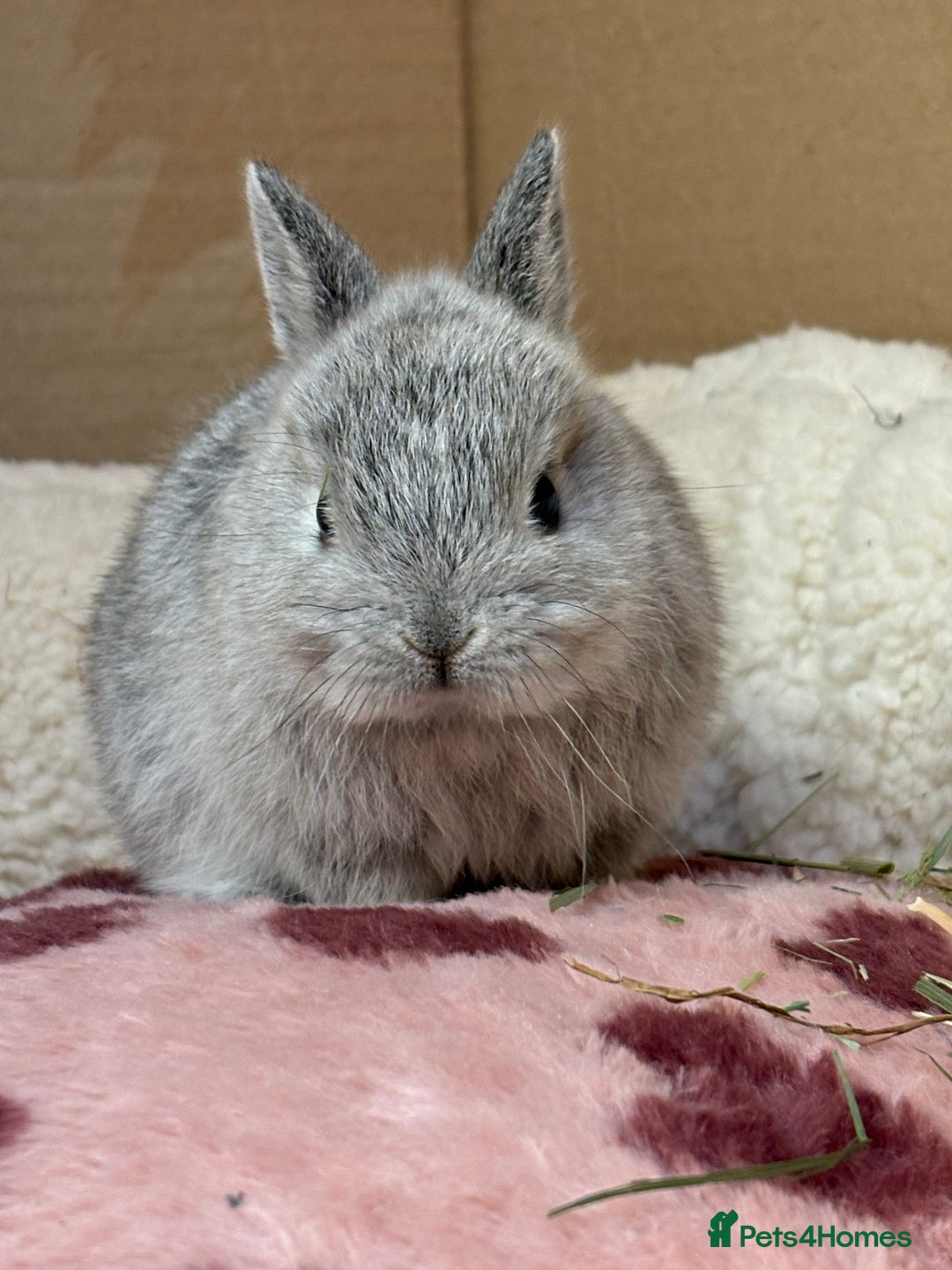 Netherland Dwarf rabbits for sale: Pure bred Netherland dwarf (vaccinated) - Advert 5