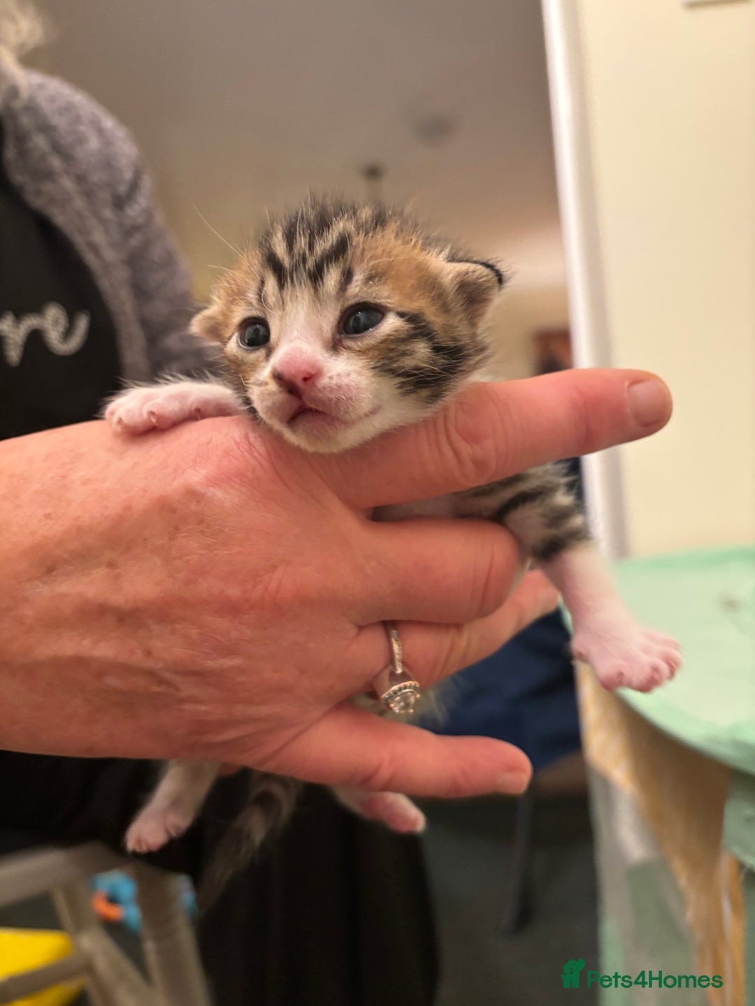 Mixed Breed cats for sale: Devon Rex x Bengal cross kittens  - Advert 8