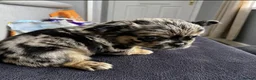 French Bulldog dogs for sale: Full fluffy frenchies in Newport - Advert 8