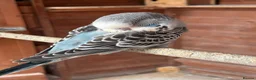 Budgerigars birds for sale: Baby Budgies in Bexhill-on-Sea - Advert 3