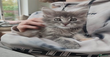 Maine Coon cats - Advert 10