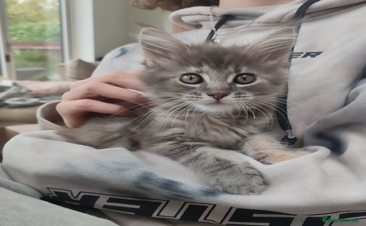 Maine Coon cats - Advert 7