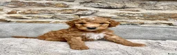 Mixed Breed dogs for sale: 🐾READY TO GO🐾 Exceptional Australian Doodles🐾 - Advert 13