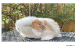 Mini Lop rabbits for sale: Beautiful mini lops for sale  in Nottingham - Image 10