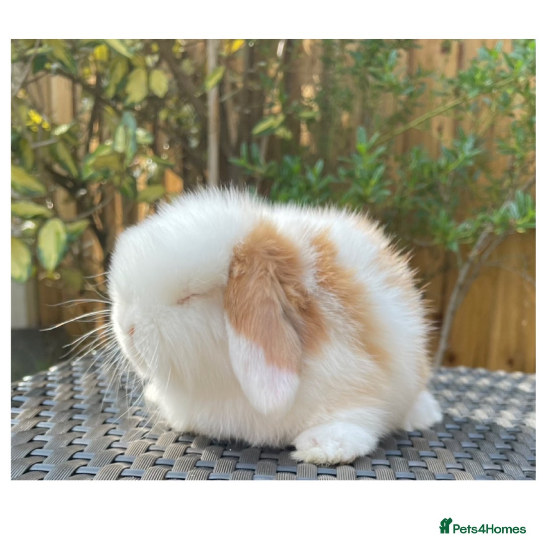Mini Lop rabbits for sale: Beautiful mini lops for sale  in Nottingham - Image 10