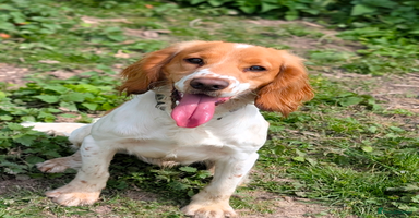 Cocker Spaniel dogs - Advert 1