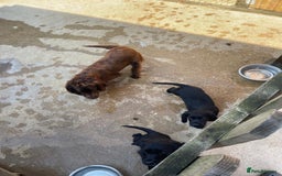 Cocker Spaniel dogs for sale: 3 Beautiful cocker spaniel puppies 2 boys 1 girl - Image 23