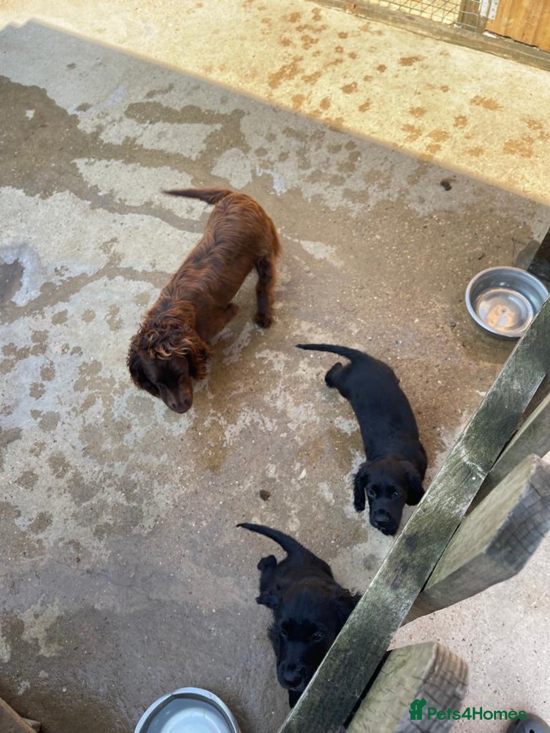 Cocker Spaniel dogs for sale: 3 Beautiful cocker spaniel puppies 2 boys 1 girl - Image 23