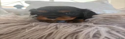 Cavalier King Charles Spaniel dogs for sale: KC Beautiful Health Tested Babies - Advert 6