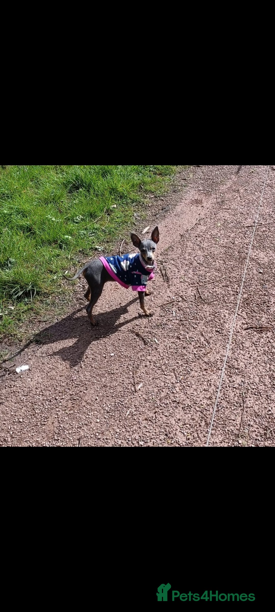 Miniature Pinscher dogs for sale: Kc registered miniature Pinscher girl - Advert 2