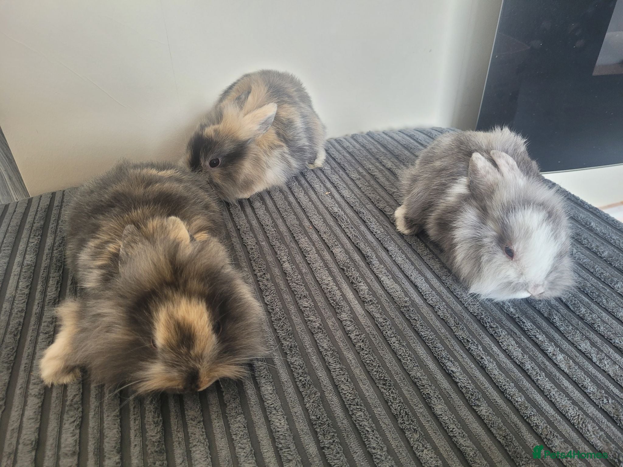Mini Lion Lop rabbits Mini lion lops  - Advert 13