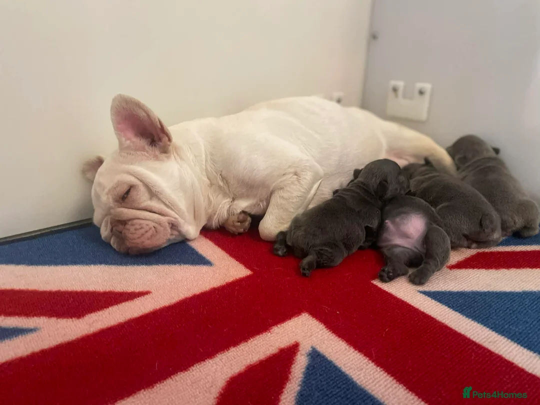 French Bulldog dogs for sale: French bulldog - Advert 2