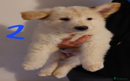 German Shepherd dogs for sale: Stunning litter of german shepherd puppies - Image 2