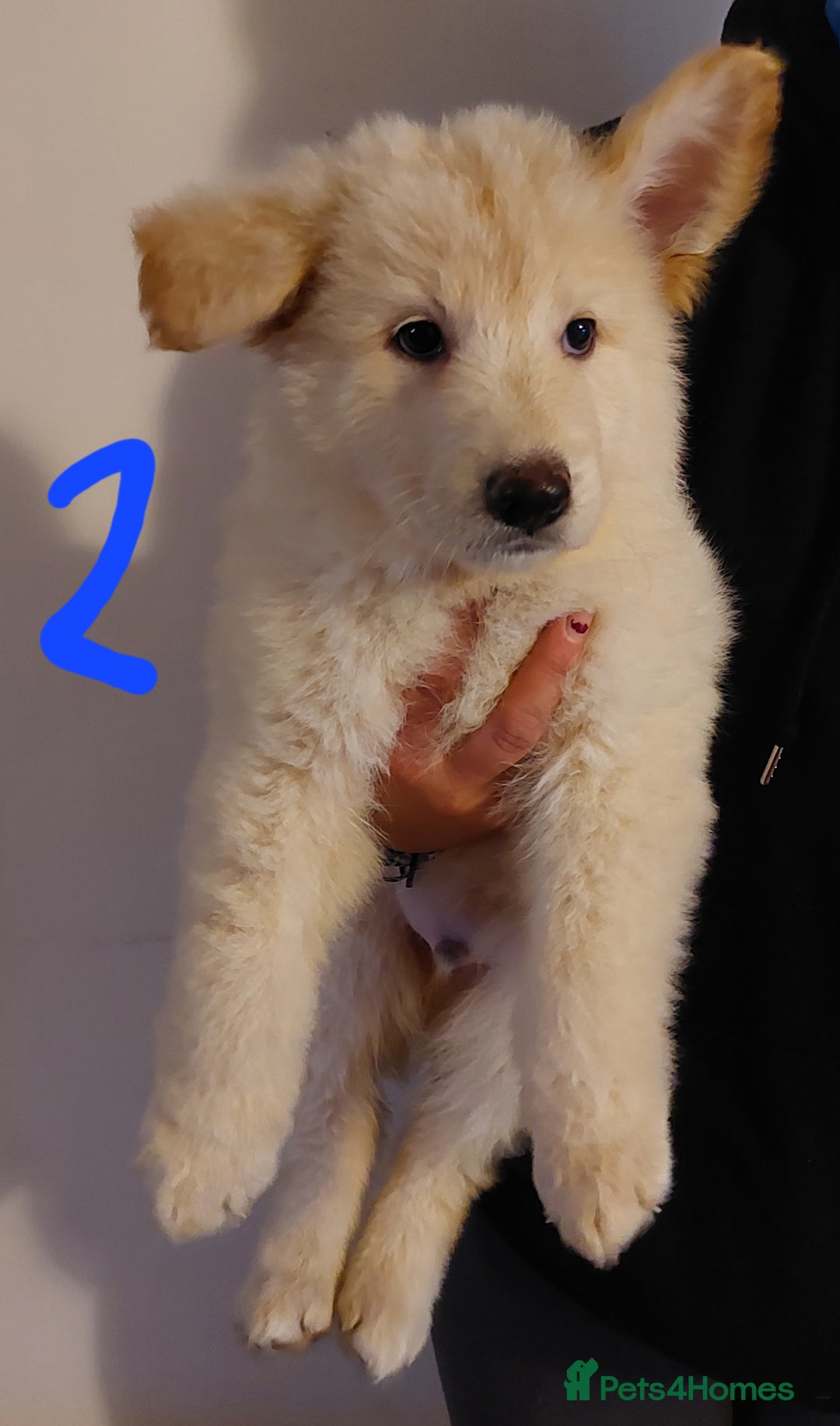 German Shepherd dogs for sale: Stunning litter of german shepherd puppies - Image 2