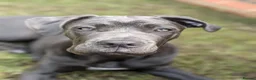 Cane Corso dogs for sale: Reluctantly rehoming my Beautiful Cane Corso - Advert 8