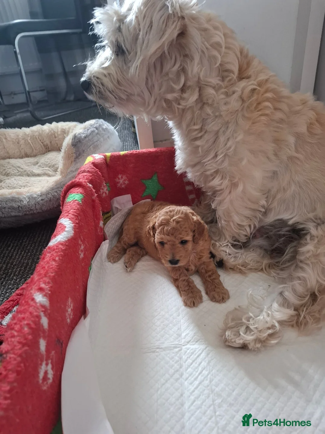 Westiepoo dogs for sale: Beautiful apricot westiepoo girl pup for sale - Advert 7