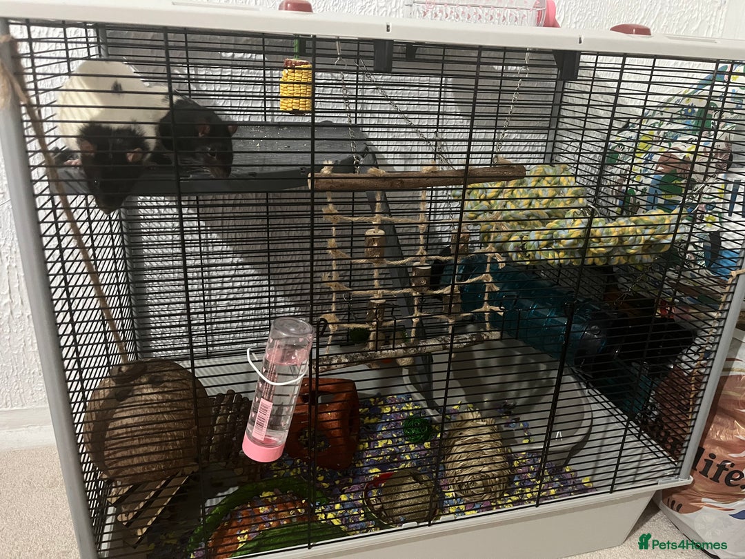 Rat rodents for sale: 2 male rats, friendly.  - Image 3