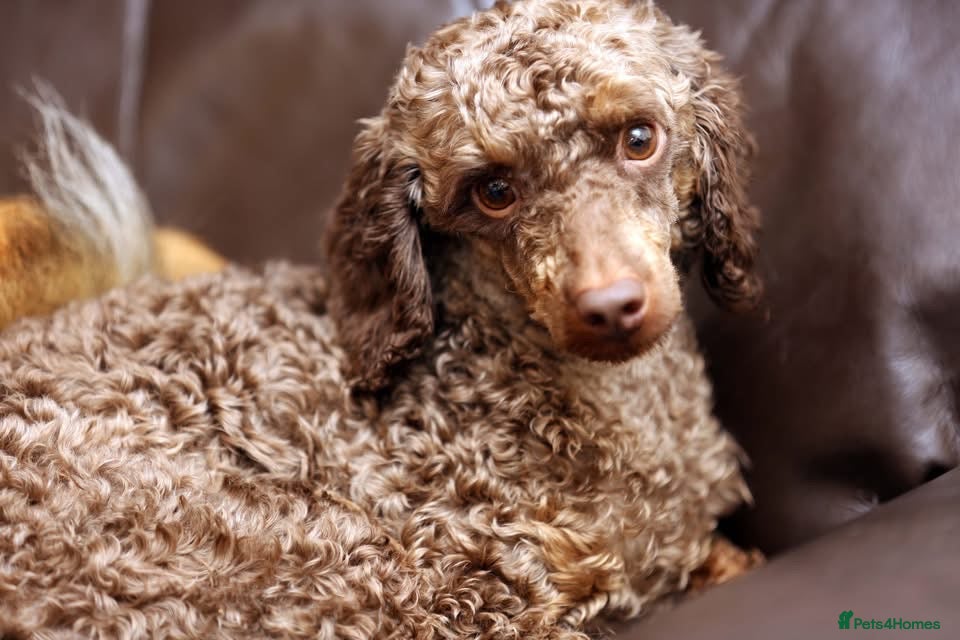 Miniature Poodle dogs Lovely poodle  - Advert 2