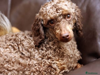 Miniature Poodle dogs Lovely poodle - Advert 2