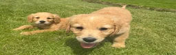 Mini Goldendoodle dogs for sale:   Like owning a miniature fluffy Golden Retriever - Advert 27