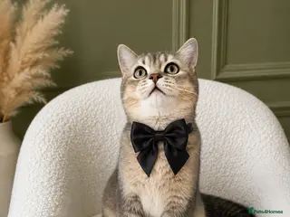 British Shorthair cats GCCF .BSH Golden Blue 🦋Enzo - Advert 12