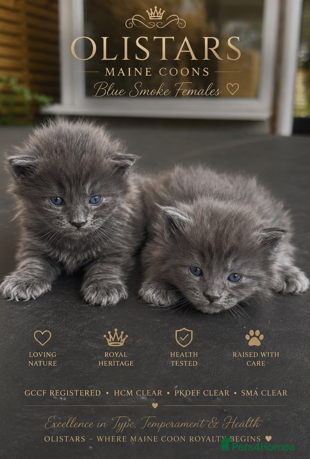 Maine Coon cats BLUE SMOKE FEMALES GCCF  - Advert 1