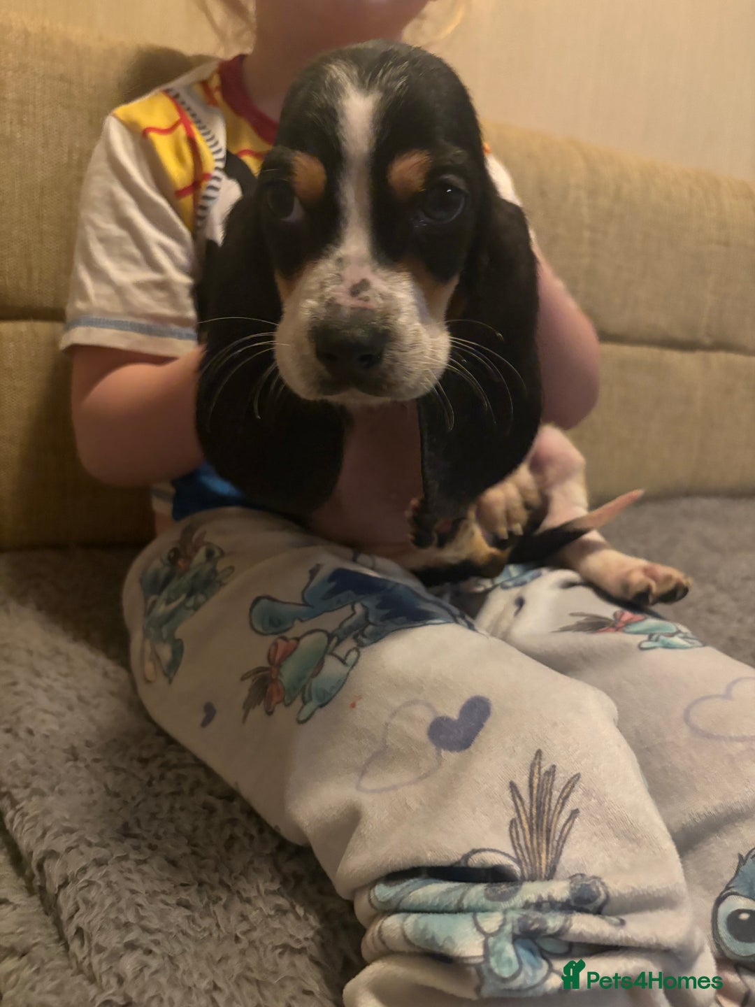 Basset Hound dogs for sale: Basset hound puppies  - Advert 9