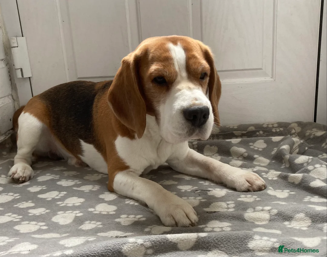 Beagle dogs for stud: TOP PRODUCING STUD CRUFTS QUALIFIED, CHAMPION BRED in Birmingham - Advert 19