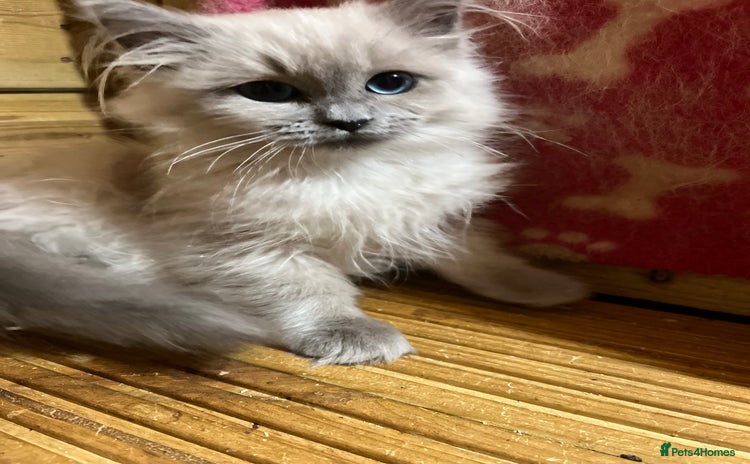 Ragdoll cats - Advert 5