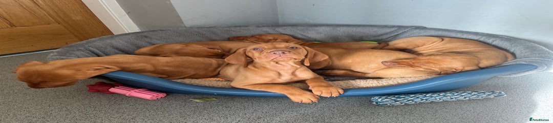 Hungarian Vizsla Puppy 10